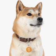 "Fiol d'un can" Pet Tag